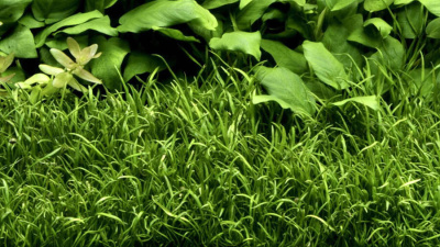 Лилеопсис Бразильский Lilaeopsis brasiliensis (меристемное растение)